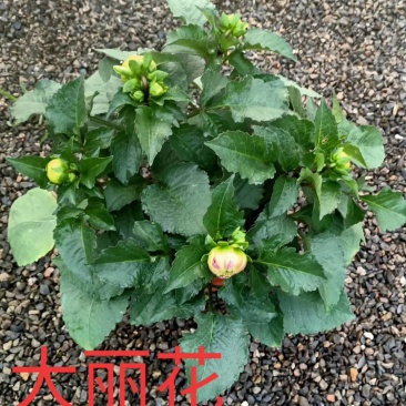 大丽花,基地直销,颜色齐全规格齐全大量有货,欢迎来电咨询