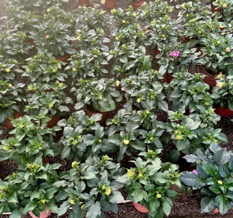 大丽花，基地直销，颜色齐全规格齐全大量有货，欢迎来电咨询