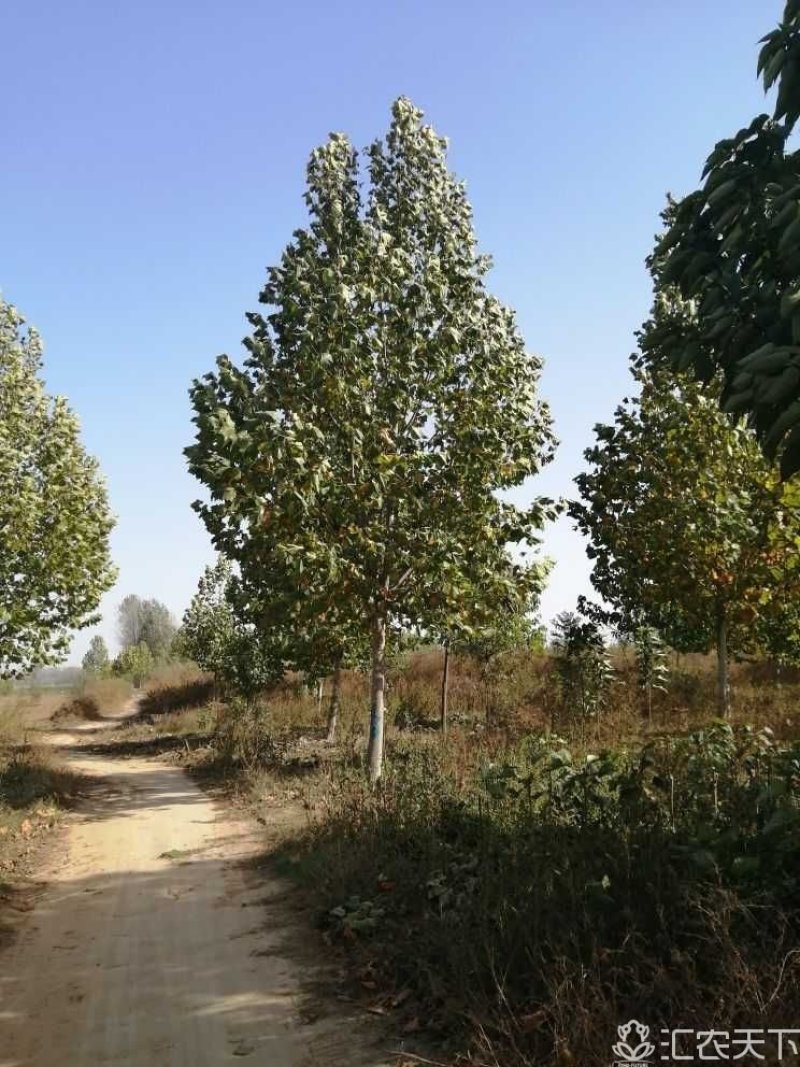 法桐