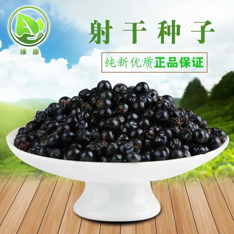 射干种子纯新射干籽，保证发芽率提供种植技术