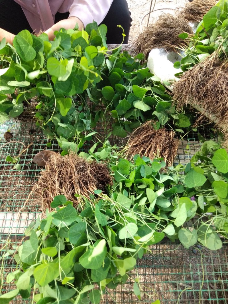 粉防己种苗，药典粉防己子小苗