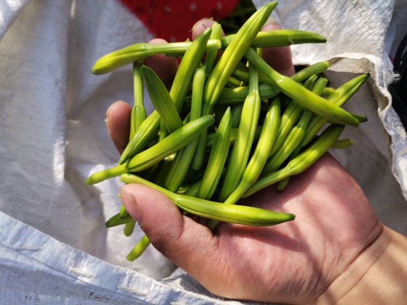 鲜黄花菜已上市保证新鲜保证质量当天农家采摘