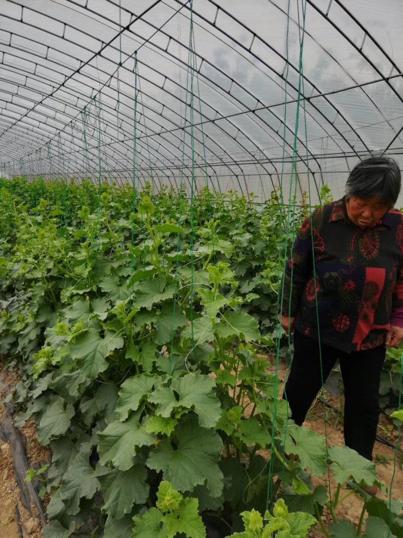 大棚蔬菜吊绳吊蔓绳吊秧绳黄瓜辣椒西红柿吊绳吊蔓绳厂家直销