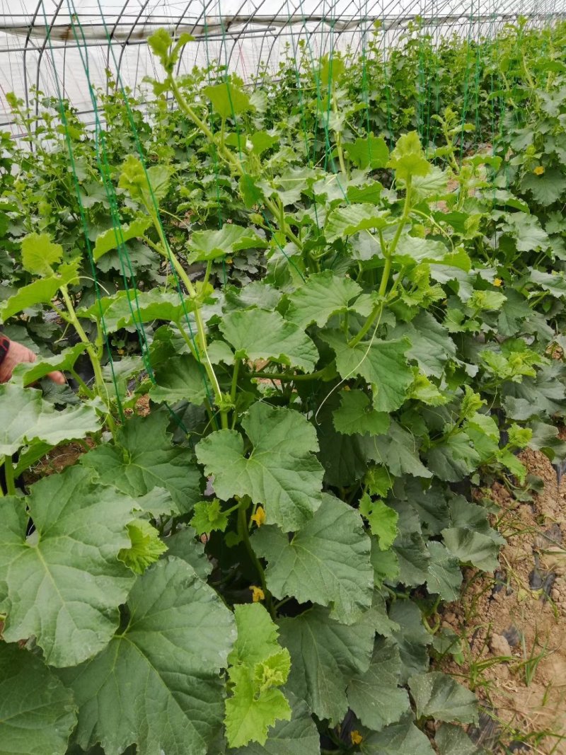 大棚蔬菜吊绳吊蔓绳吊秧绳黄瓜辣椒西红柿吊绳吊蔓绳厂家直销