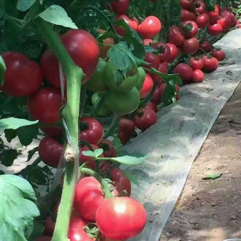 西红柿