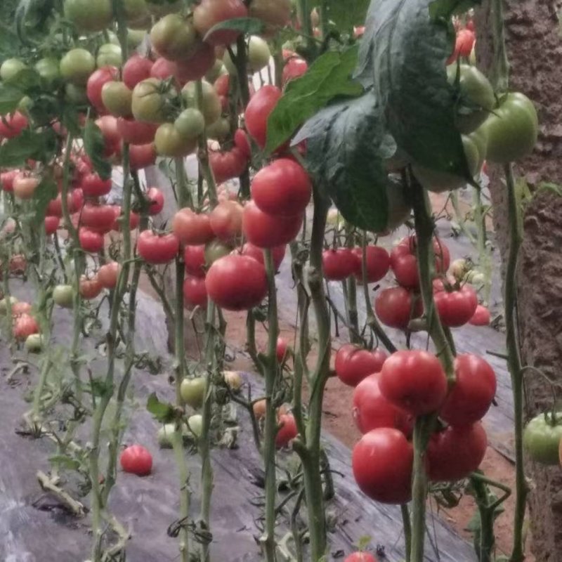 西红柿