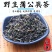 山西野生蒲公英茶一件代发