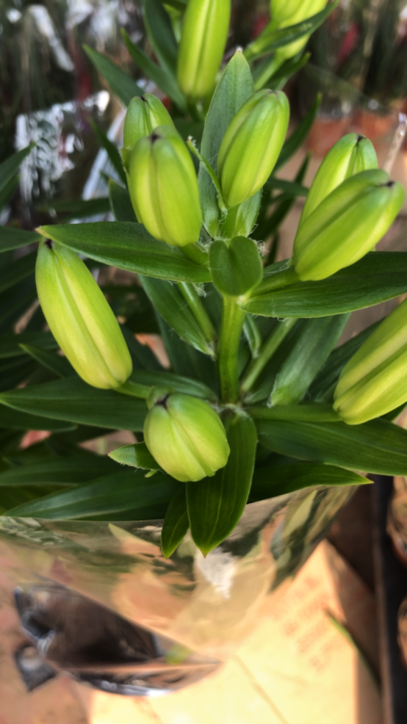 精品亚百合盆栽花卉批发质量好一手货源大量现货