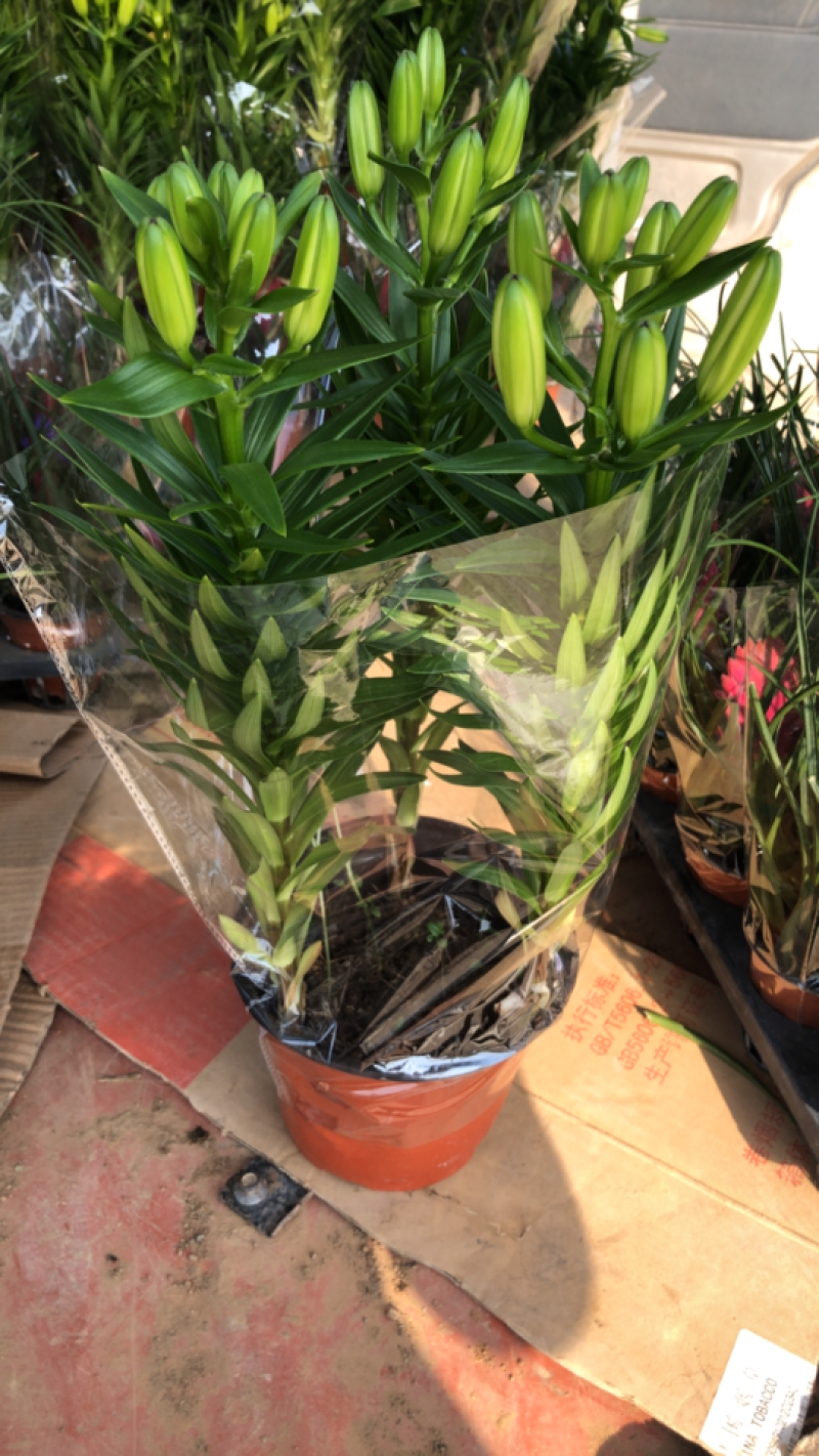 精品亚百合盆栽花卉批发质量好一手货源大量现货