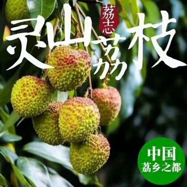 广西灵山妃子笑，需要收购的老板联系我，实力代办