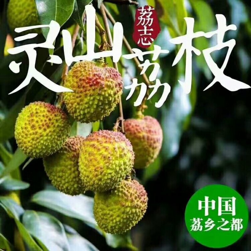 广西灵山妃子笑，需要收购的老板联系我，实力代办