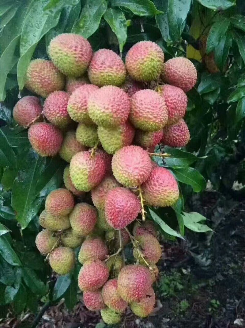 广西灵山妃子笑，需要收购的老板联系我，实力代办