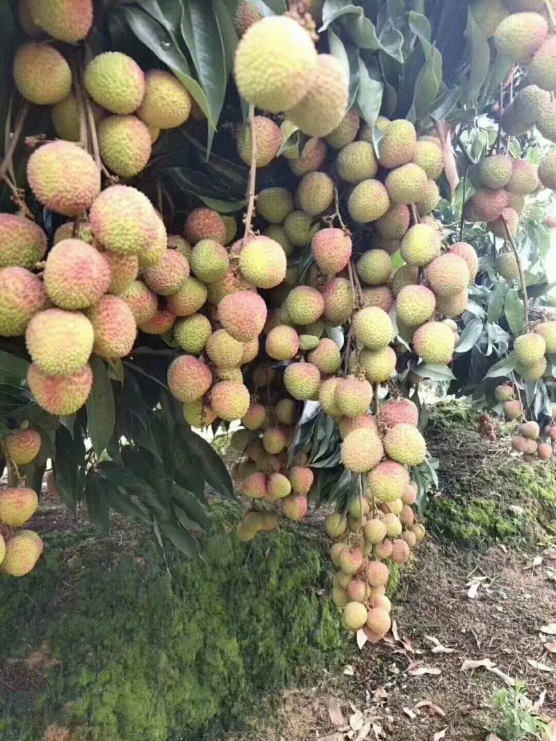 广西灵山妃子笑，需要收购的老板联系我，实力代办