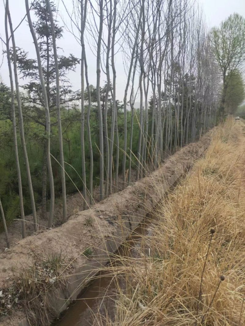 出售青杨，河北杨