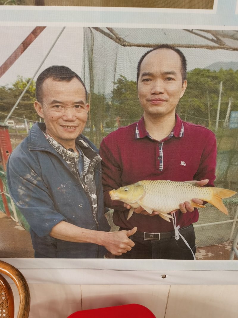 肇庆沙浦皇帝御用文庆鲤（文庆脘）特供鲜鱼，鱼干。