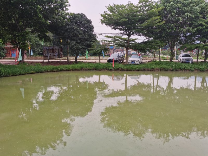 肇庆沙浦皇帝御用文庆鲤（文庆脘）特供鲜鱼，鱼干。