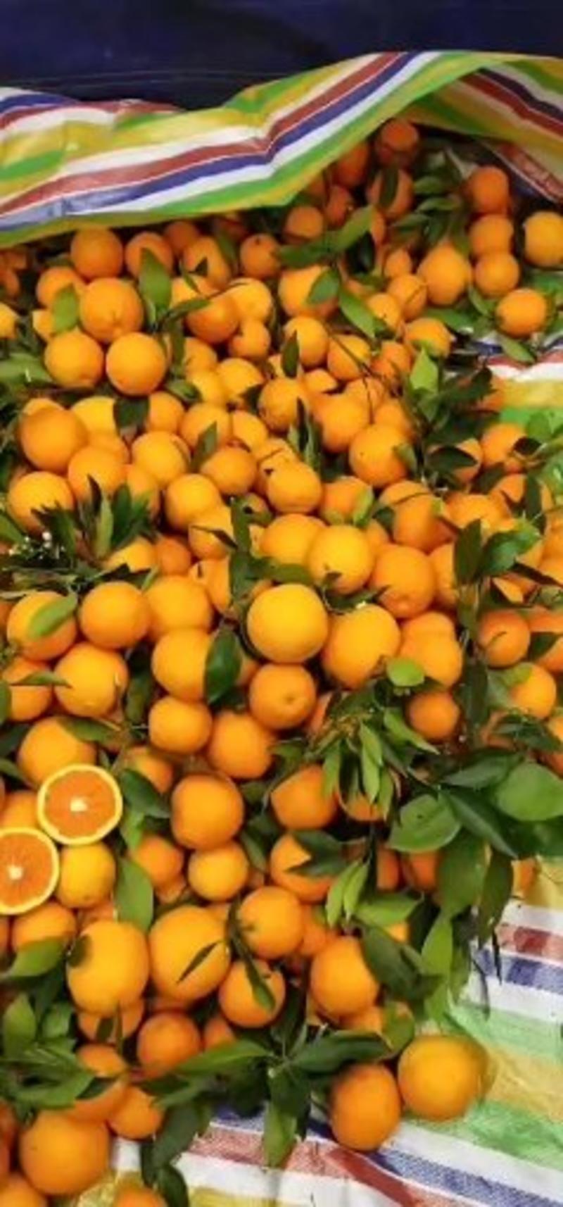 【精品】秭归夏橙，皮薄多汁，甘甜爽口，地头直接上车