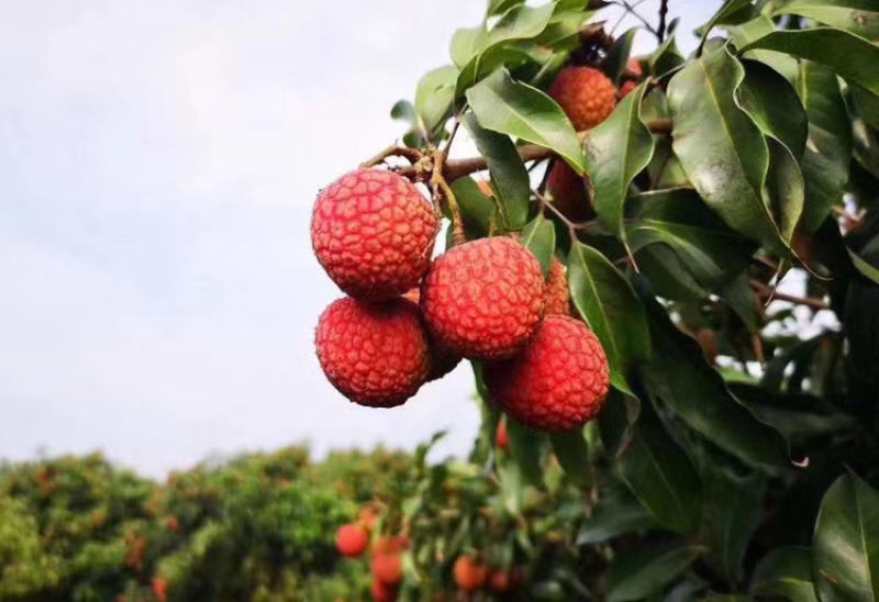 黑叶荔枝大量上市贡园荔枝便宜了
