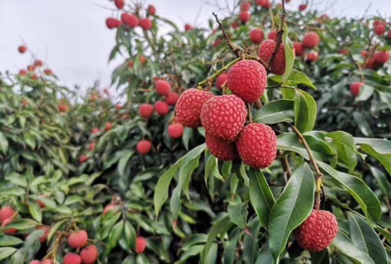 黑叶荔枝大量上市贡园荔枝便宜了