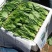 叶菜类辽宁省锦州市精品小菠菜每年五月份大量上市欢迎新老客