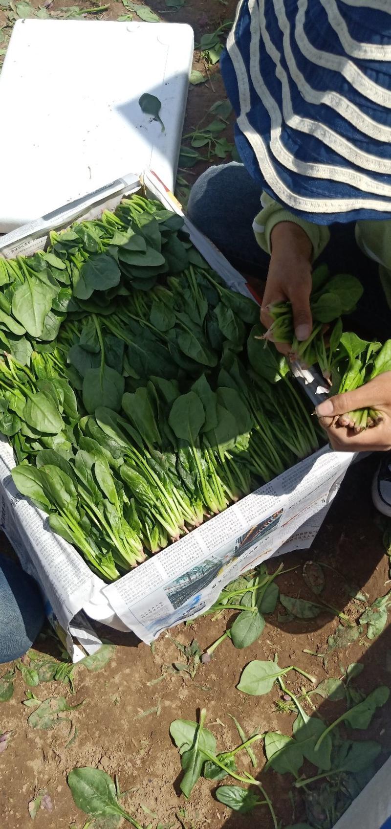叶菜类辽宁省锦州市精品小菠菜每年五月份大量上市欢迎新老客