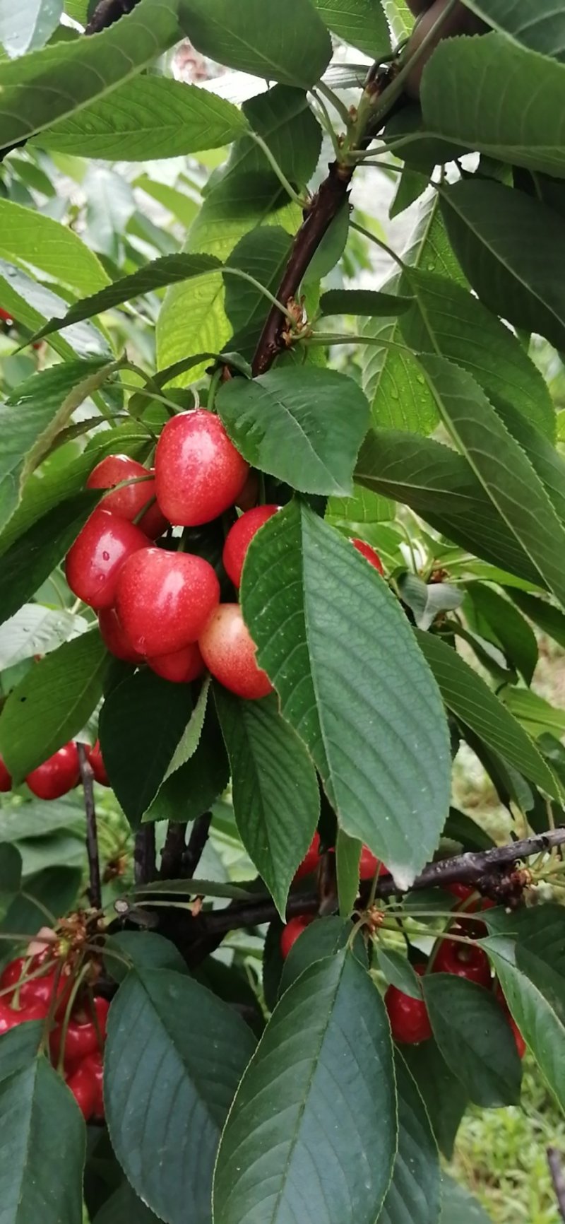 大荔樱桃