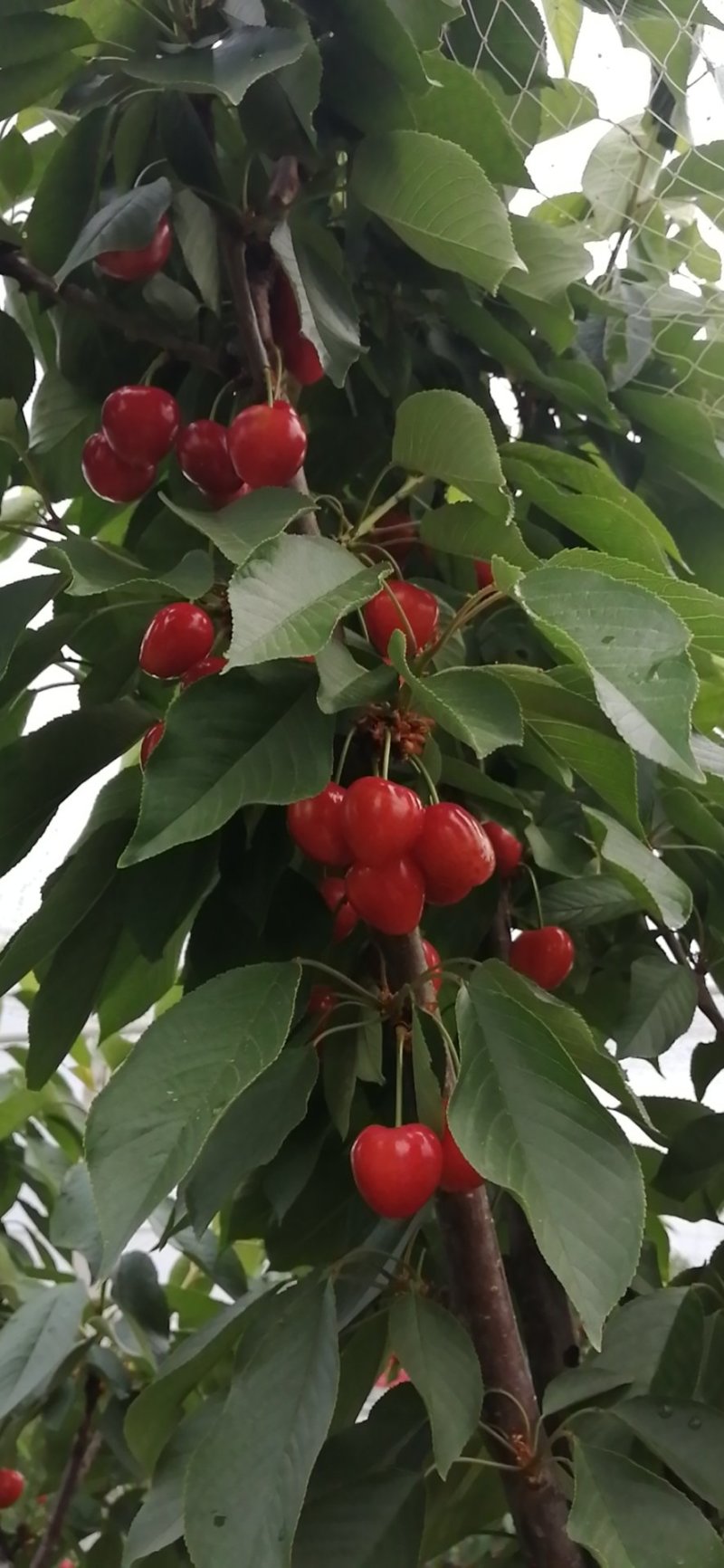 大荔樱桃
