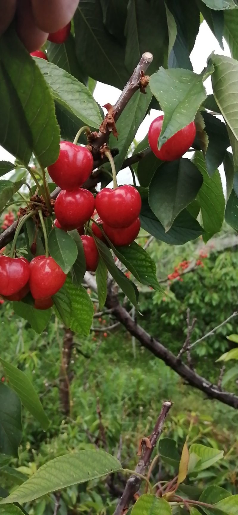 大荔樱桃