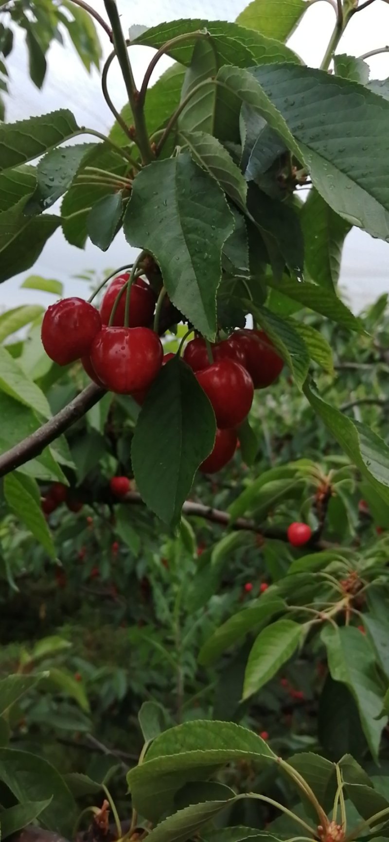 大荔樱桃