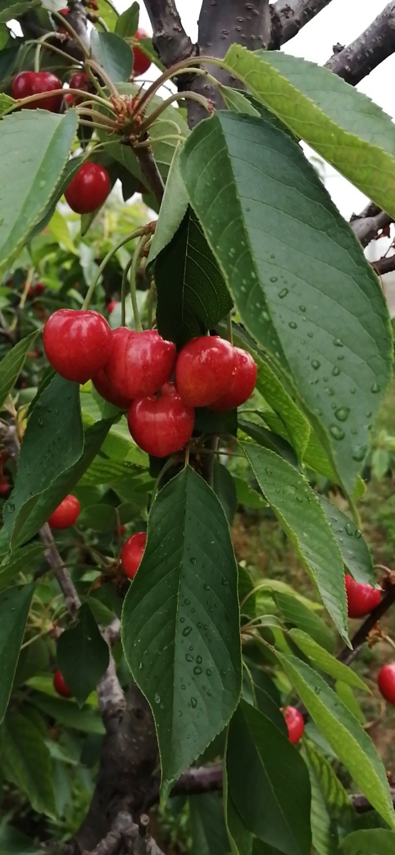 大荔樱桃
