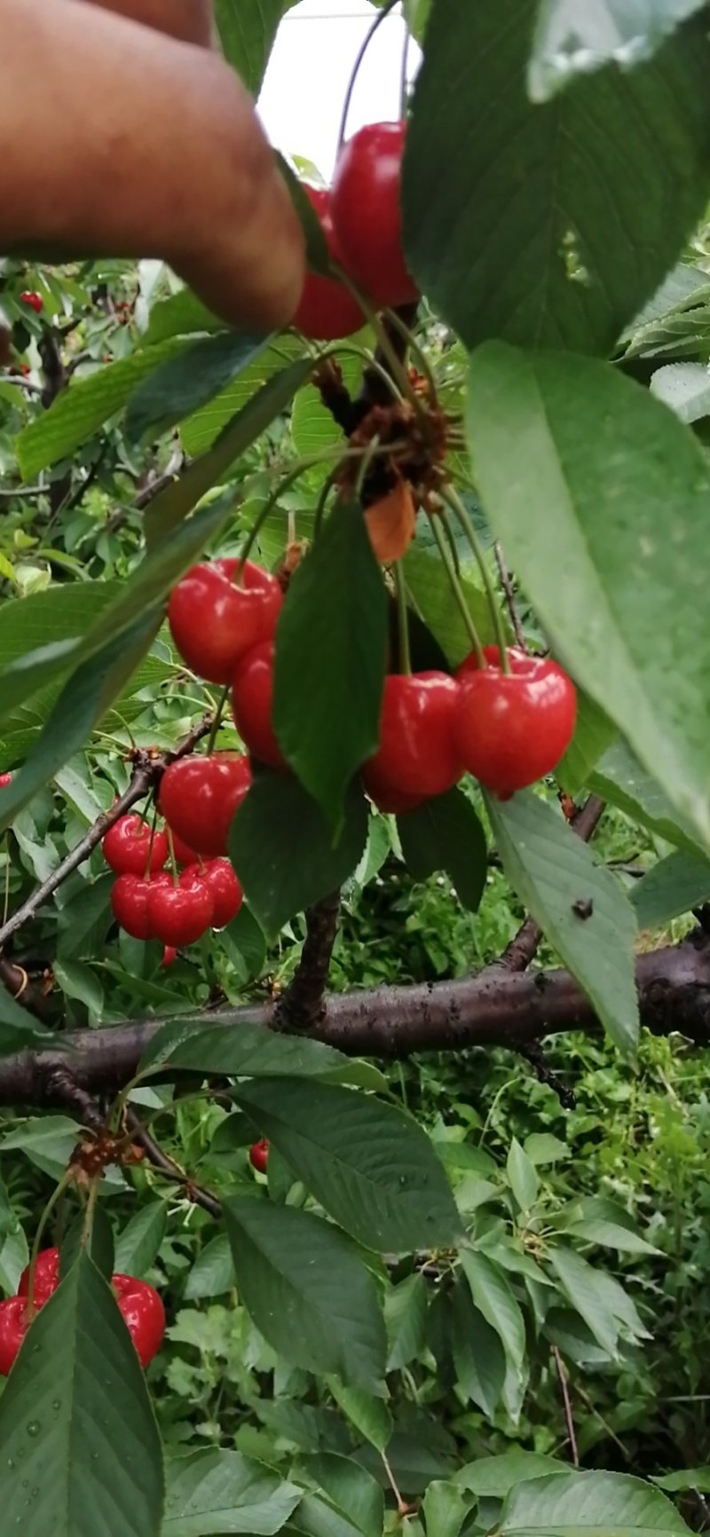 大荔樱桃