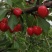 大荔樱桃