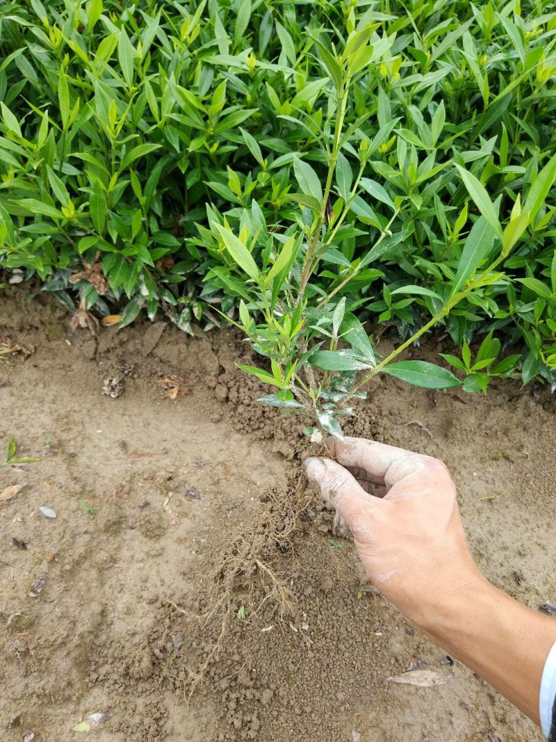 花卉苗木栀子花工程苗批发中叶小叶栀子雀舌栀球大叶栀子树苗