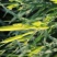 鲜黄花菜已上市保证新鲜保证质量当天农家采摘