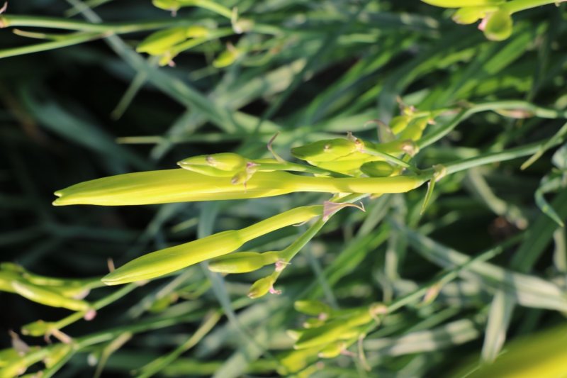 鲜黄花菜已上市保证新鲜保证质量当天农家采摘
