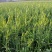 鲜黄花菜已上市保证新鲜保证质量当天农家采摘