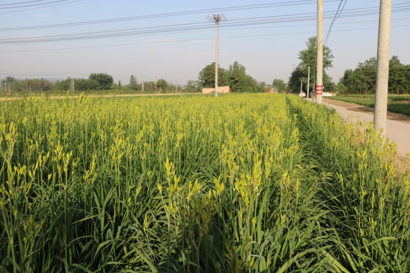 鲜黄花菜已上市保证新鲜保证质量当天农家采摘