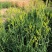 鲜黄花菜已上市保证新鲜保证质量当天农家采摘