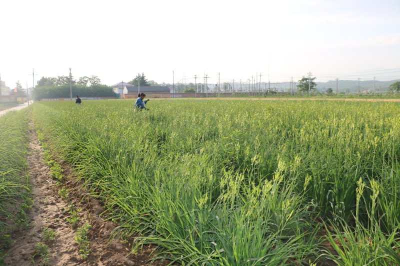 鲜黄花菜已上市保证新鲜保证质量当天农家采摘