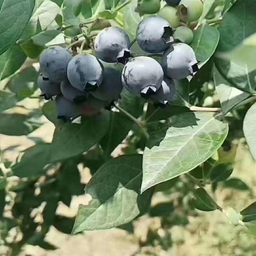 贵州紫云天赐蓝莓基地直供