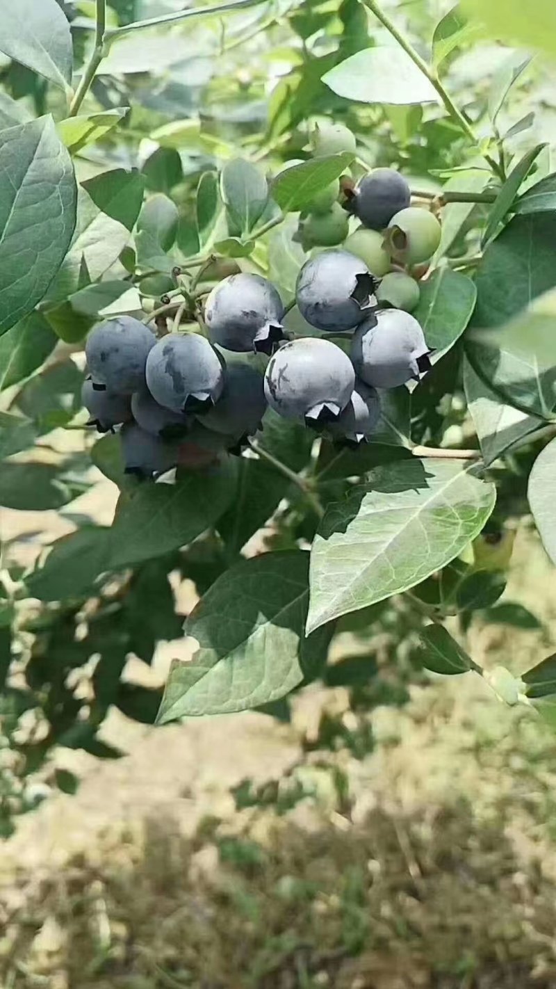 贵州紫云天赐蓝莓基地直供