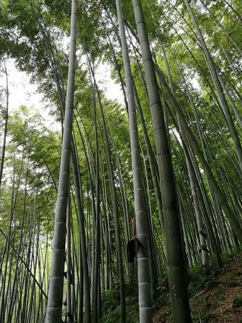 香蕉竹楠竹头毛竹尾现货供应广西方向可拼单