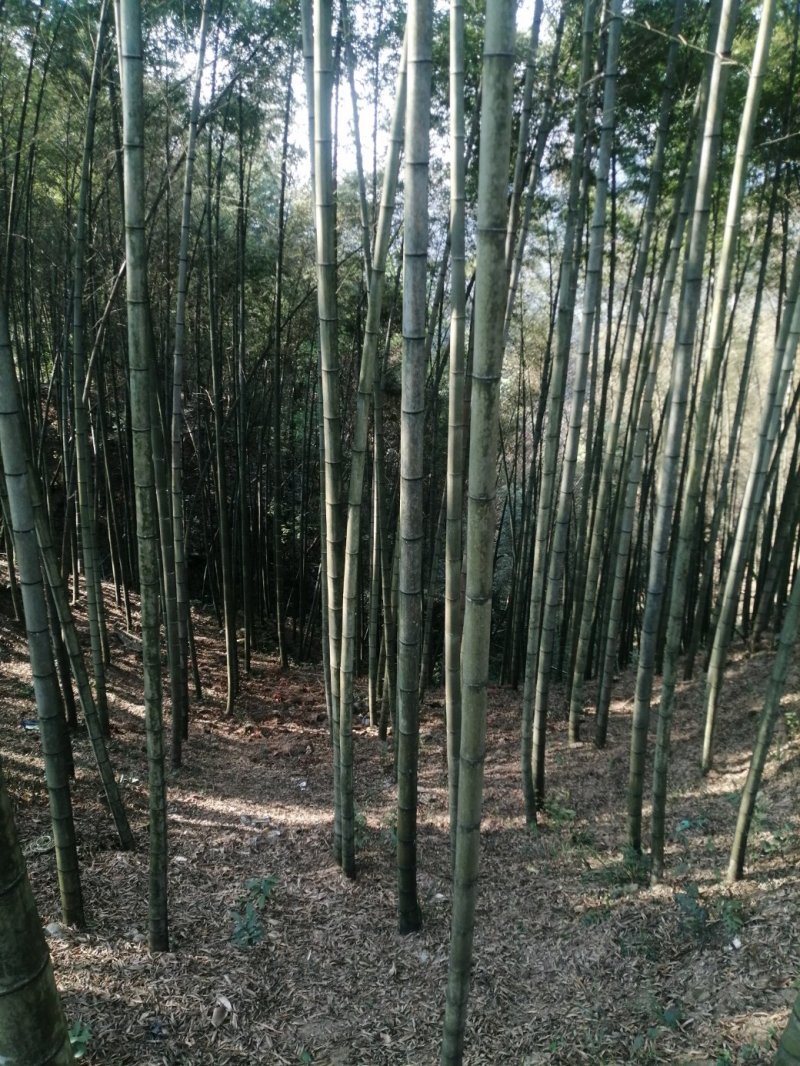 香蕉竹楠竹头毛竹尾现货供应广西方向可拼单