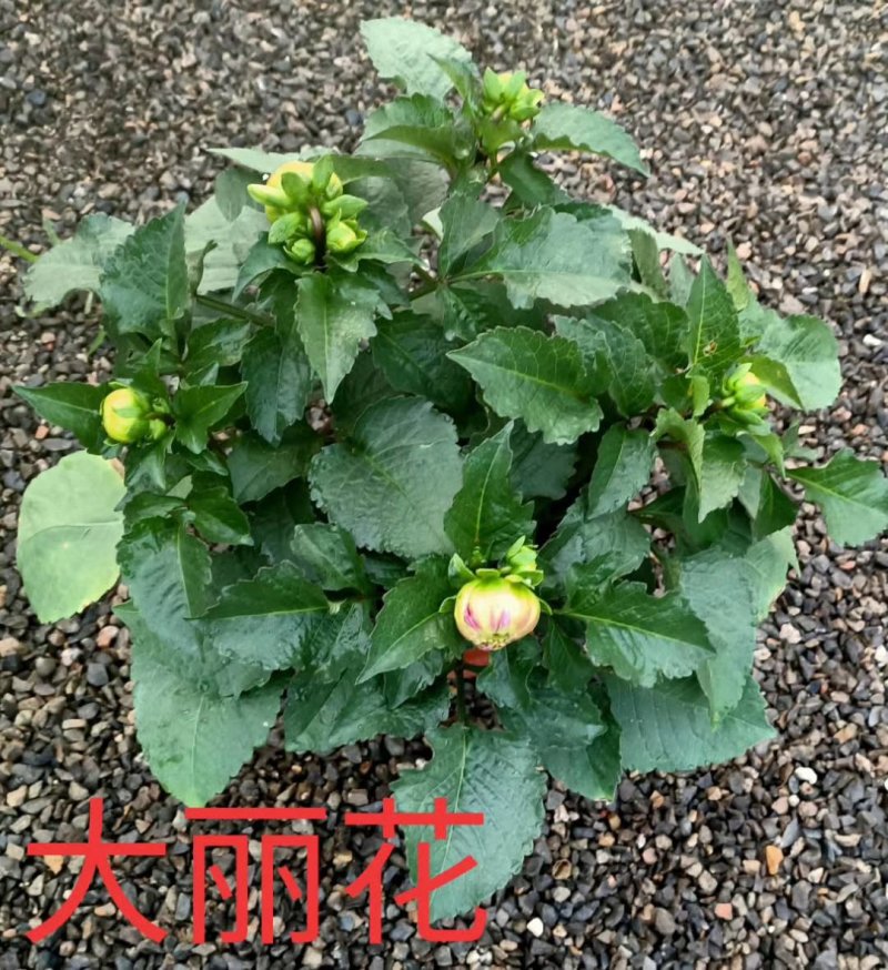 绣球，盆景绣球，绿化绣球，花色全基地直销，规格齐全，