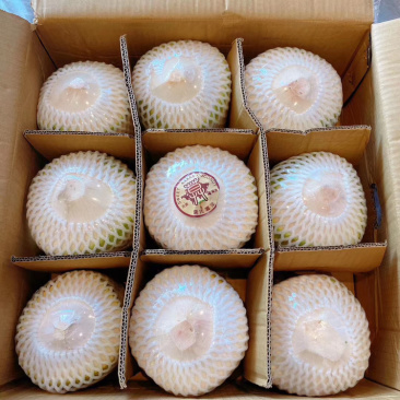 海南椰青诚邀渠道设立长期收购点