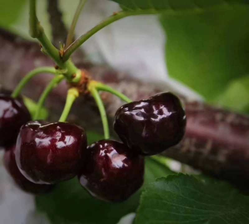 汉源黑珍珠车厘子32甜度