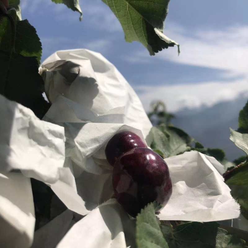 汉源黑珍珠车厘子32甜度