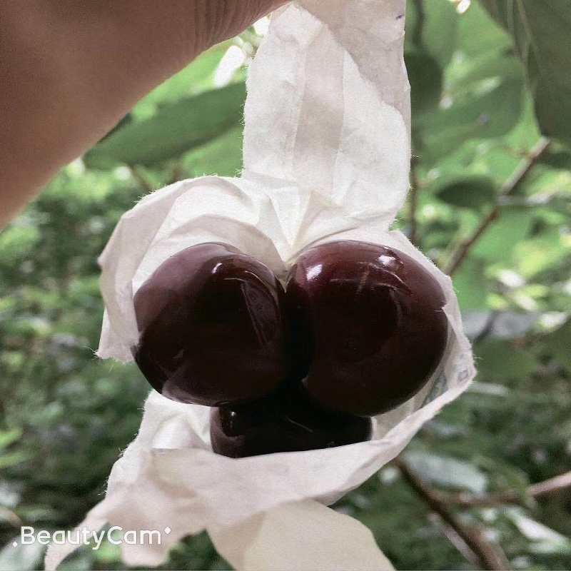 汉源黑珍珠车厘子32甜度