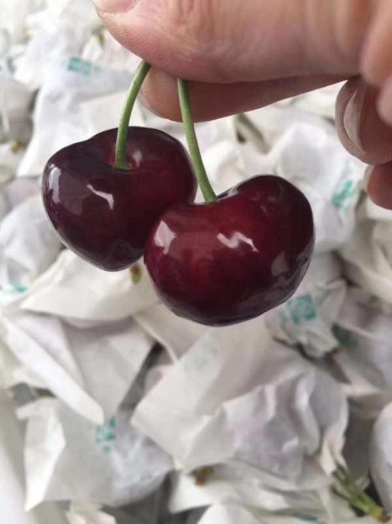 汉源黑珍珠车厘子32甜度