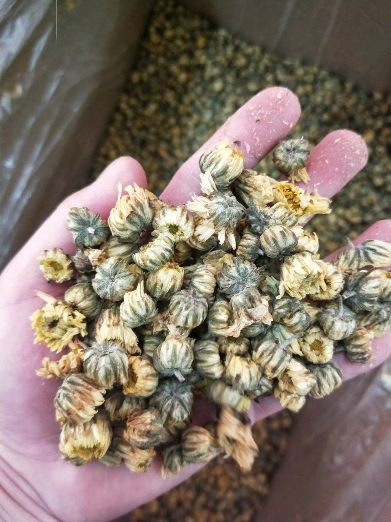 桐乡胎菊，北京菊，黄山贡菊，七月菊，金丝皇菊，新货上市，